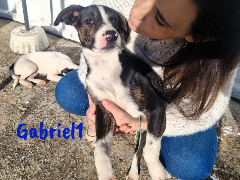 Gabriel1 geb. 10/2024 (in Deutschland) - aufgeschlossener und verspielter Bodeguero-Mix Welpe!