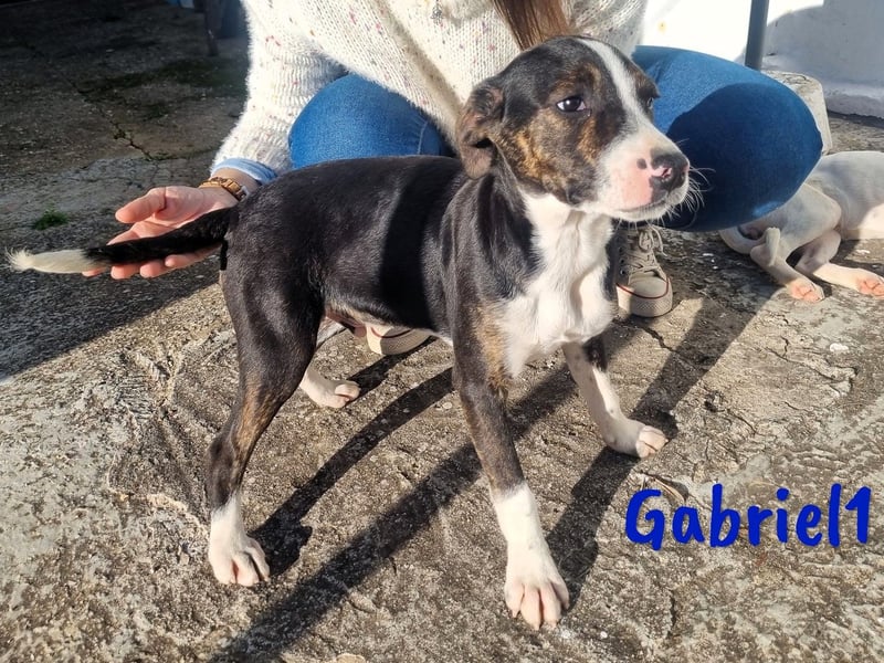 Gabriel1 geb. 10/2024 (in Deutschland) - aufgeschlossener und verspielter Bodeguero-Mix Welpe!