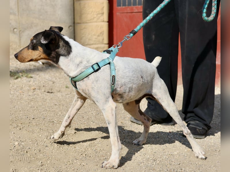 Rocky, offen, freundlich und neugierig