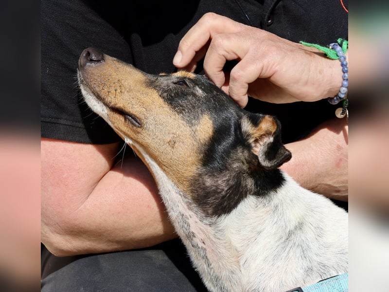 Rocky, offen, freundlich und neugierig