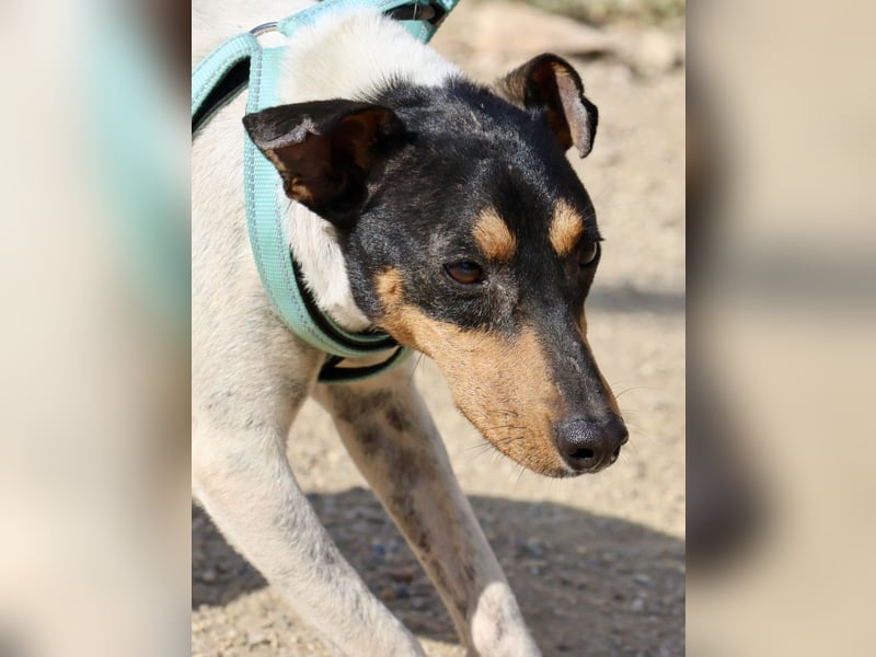 Rocky, offen, freundlich und neugierig