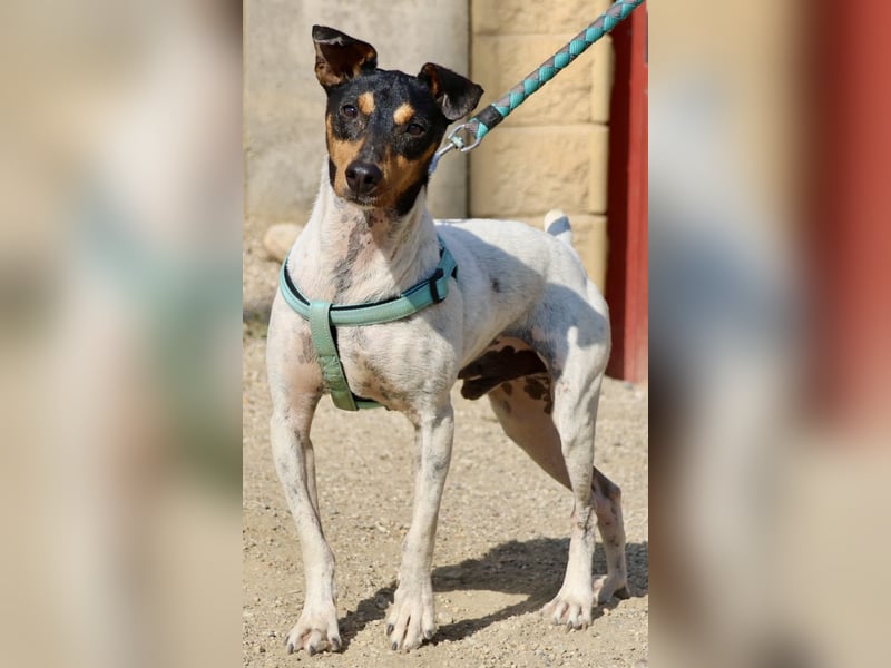 Rocky, offen, freundlich und neugierig