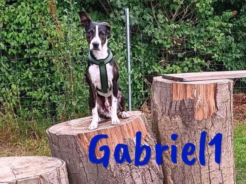 Gabriel1 10/2024 (in Deutschland) - geselliger, kluger und sportlicher junger Bodeguero-Mix!
