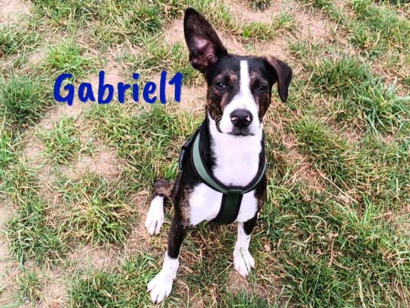 Gabriel1 10/2024 (in Deutschland) - geselliger, kluger und sportlicher junger Bodeguero-Mix!