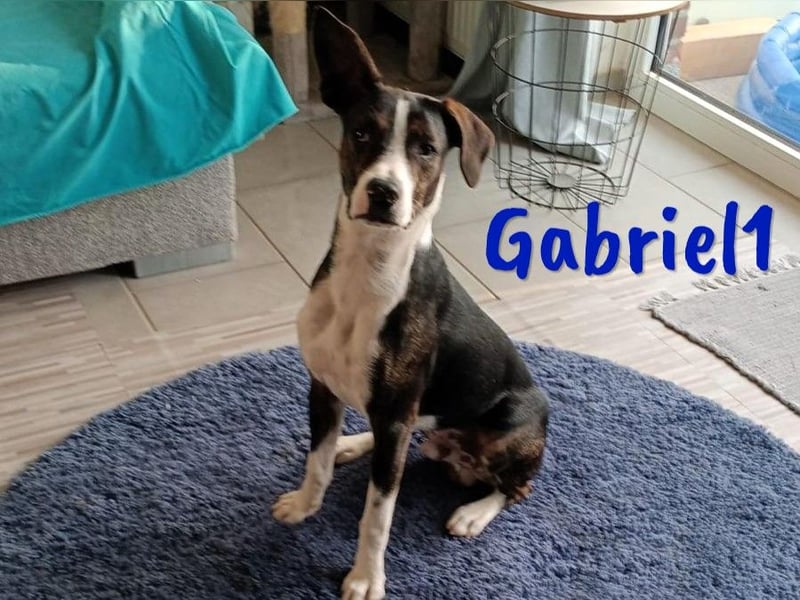 Gabriel1 10/2024 (in Deutschland) - geselliger, kluger und sportlicher junger Bodeguero-Mix!