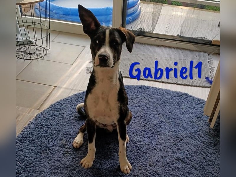 Gabriel1 10/2024 (in Deutschland) - geselliger, kluger und sportlicher junger Bodeguero-Mix!
