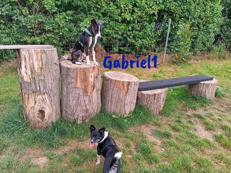 Gabriel1 10/2024 (in Deutschland) - geselliger, kluger und sportlicher junger Bodeguero-Mix!
