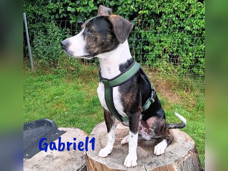 Gabriel1 10/2024 (in Deutschland) - geselliger, kluger und sportlicher junger Bodeguero-Mix!