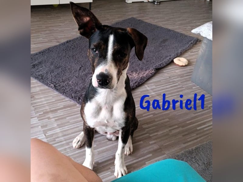 Gabriel1 10/2024 (in Deutschland) - geselliger, kluger und sportlicher junger Bodeguero-Mix!