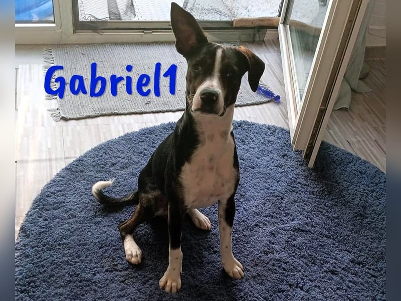 Gabriel1 10/2024 (in Deutschland) - geselliger, kluger und sportlicher junger Bodeguero-Mix!
