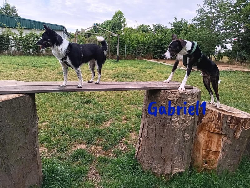 Gabriel1 10/2024 (in Deutschland) - geselliger, kluger und sportlicher junger Bodeguero-Mix!