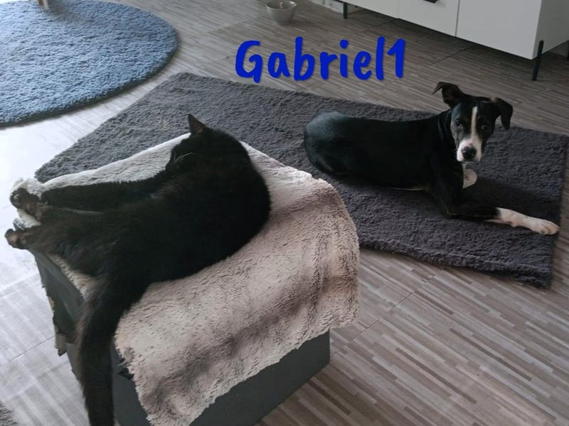 Gabriel1 10/2024 (in Deutschland) - geselliger, kluger und sportlicher junger Bodeguero-Mix!