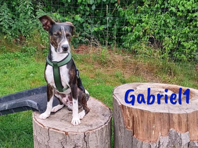 Gabriel1 10/2024 (in Deutschland) - geselliger, kluger und sportlicher junger Bodeguero-Mix!