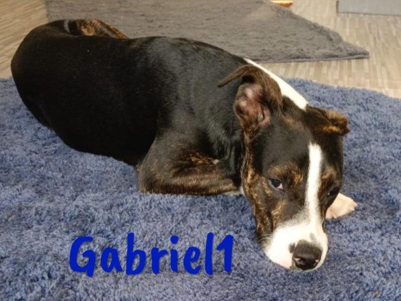 Gabriel1 10/2024 (in Deutschland) - geselliger, kluger und sportlicher junger Bodeguero-Mix!