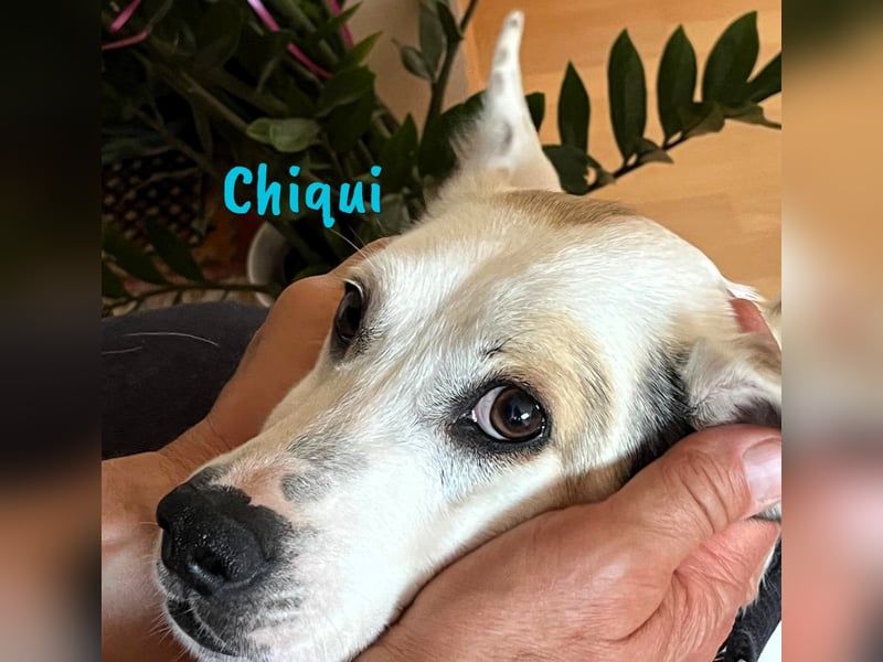 Chiqui geb. 09/2022 (in Deutschland) - sehr liebevoller, menschenbezogener und unkomplizierter Rüde!