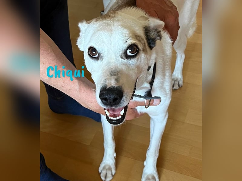 Chiqui geb. 09/2022 (in Deutschland) - sehr liebevoller, menschenbezogener und unkomplizierter Rüde!