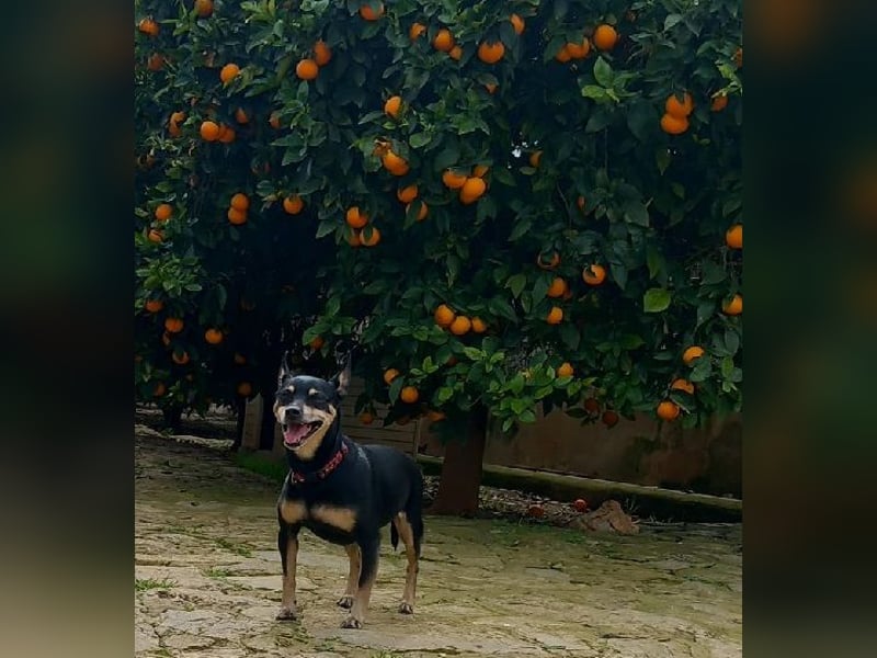 Pichito ist einfach nur charmant und herzlich