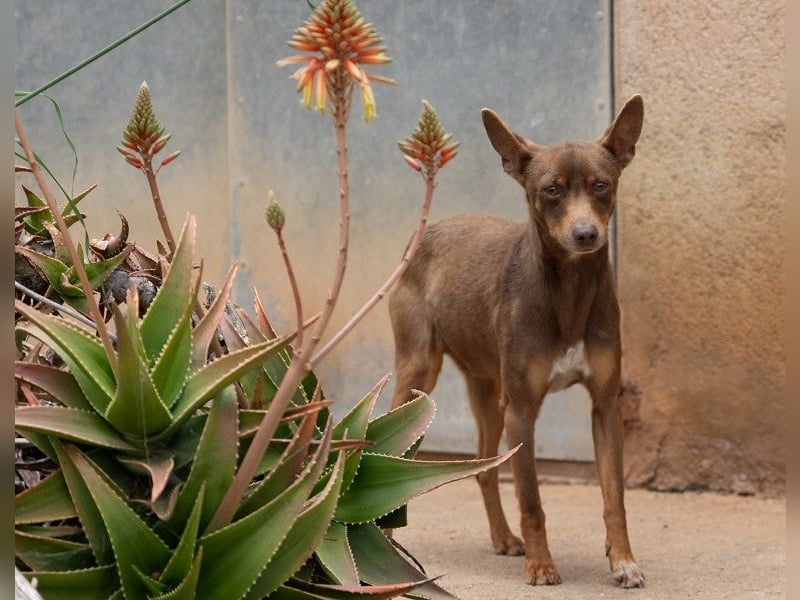 Manolito ist Liebenswürdigkeit in Hundegestalt