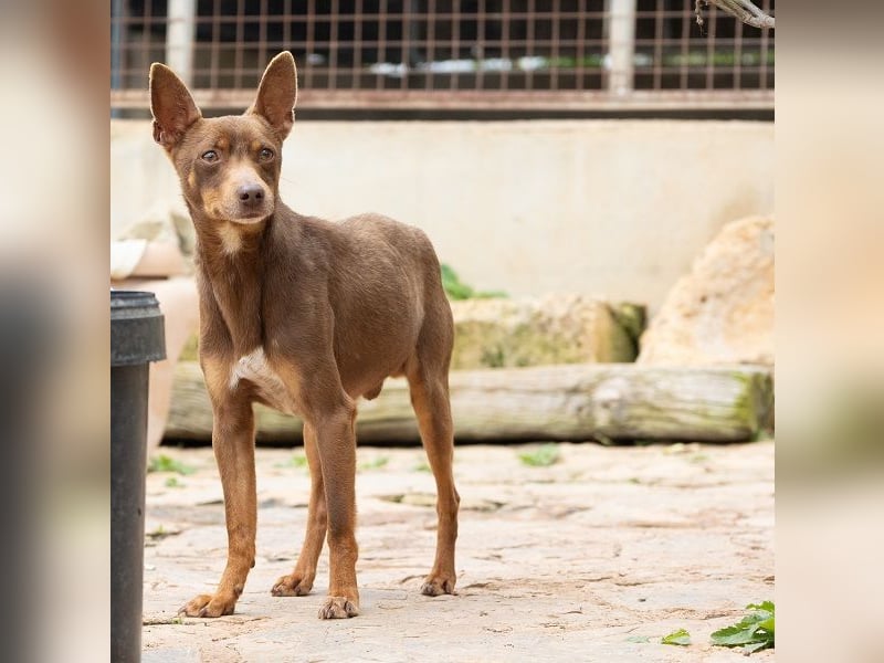 Manolito ist Liebenswürdigkeit in Hundegestalt