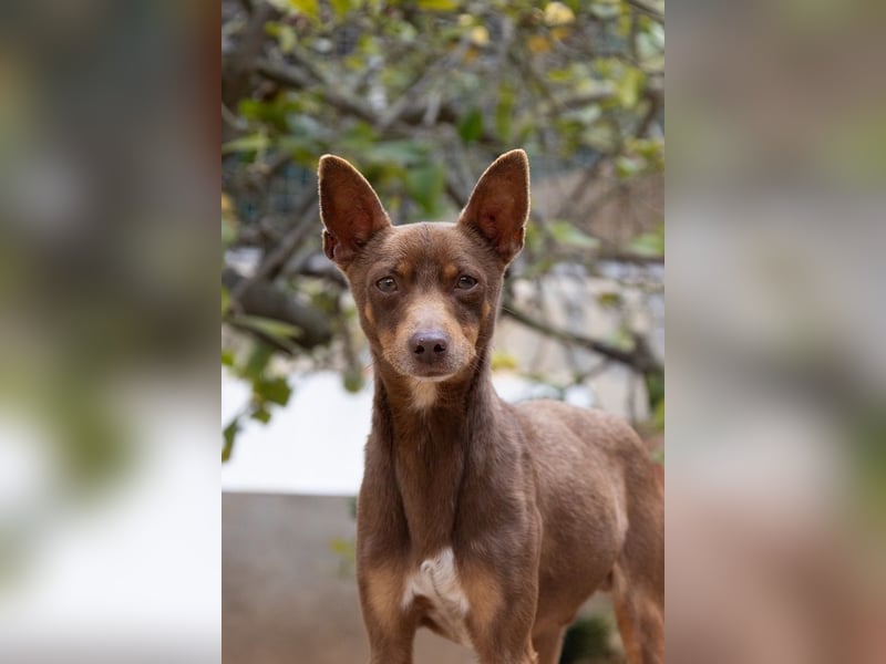 Manolito ist Liebenswürdigkeit in Hundegestalt