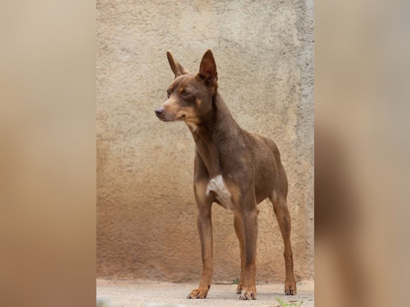 Manolito ist Liebenswürdigkeit in Hundegestalt