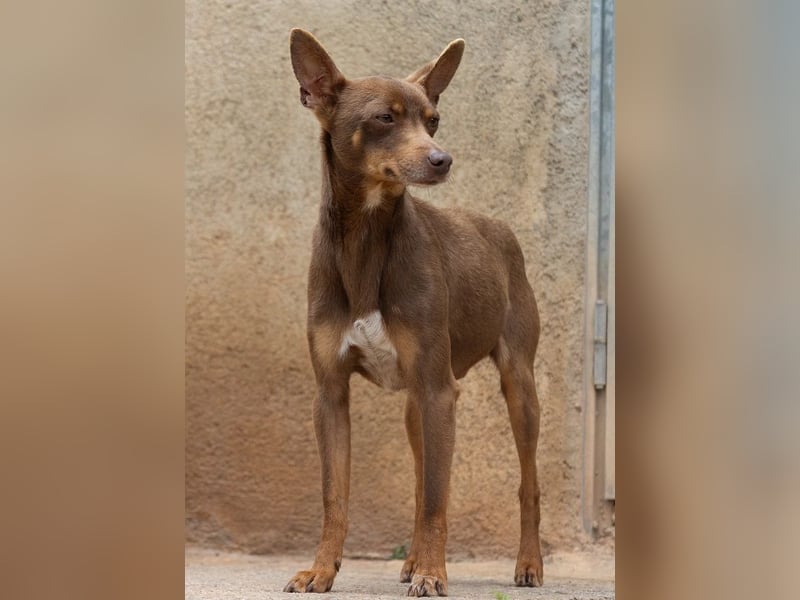 Manolito ist Liebenswürdigkeit in Hundegestalt
