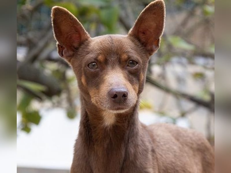 Manolito ist Liebenswürdigkeit in Hundegestalt
