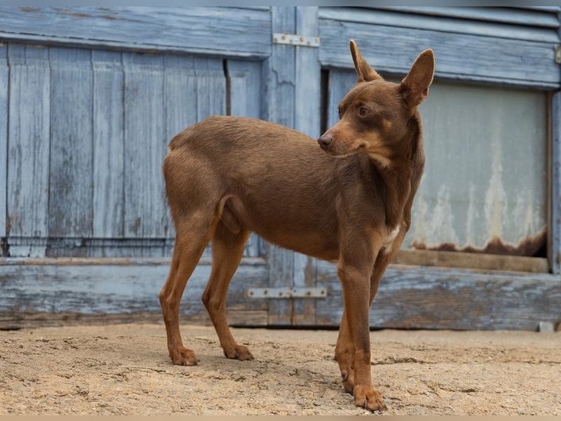 Manolito ist Liebenswürdigkeit in Hundegestalt