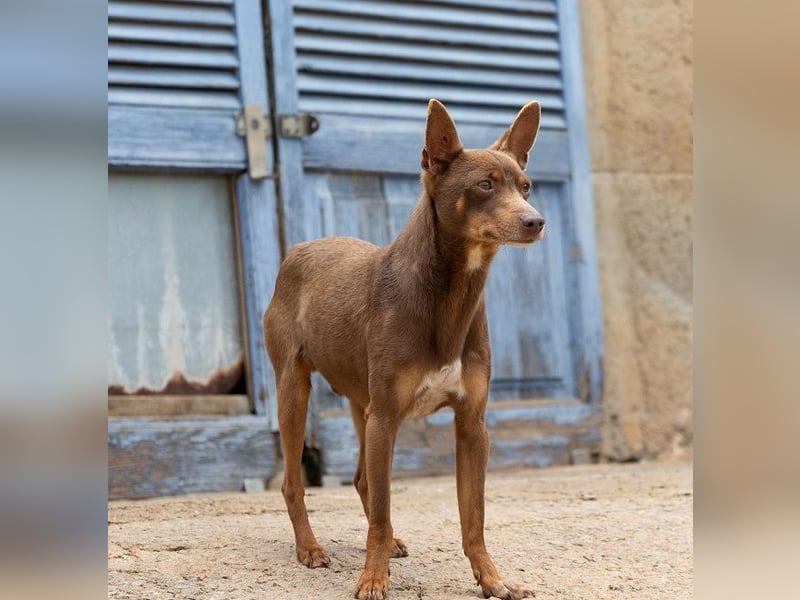 Manolito ist Liebenswürdigkeit in Hundegestalt