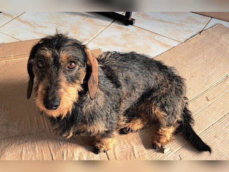 Ganze 25cm suchen ein neues Zuhause, schnell bevor der harte Winter in Rumänien beginnt 350,00 € Pre