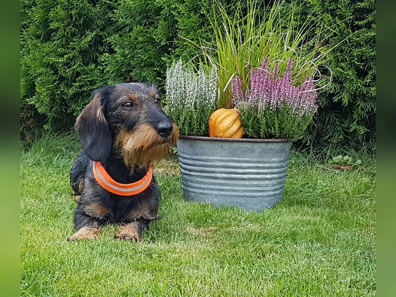 Frida, 3jährige Rauhaardackel Hündin, Standard, sucht neues Zuhause