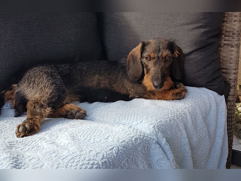 Frida, 3jährige Rauhaardackel Hündin, Standard, sucht neues Zuhause