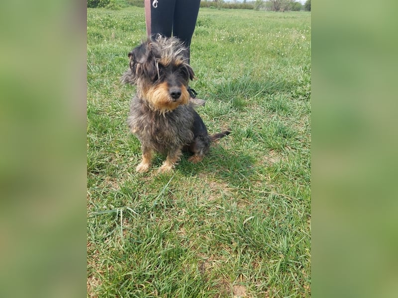 Maya, eine liebenswerte Hundeomi