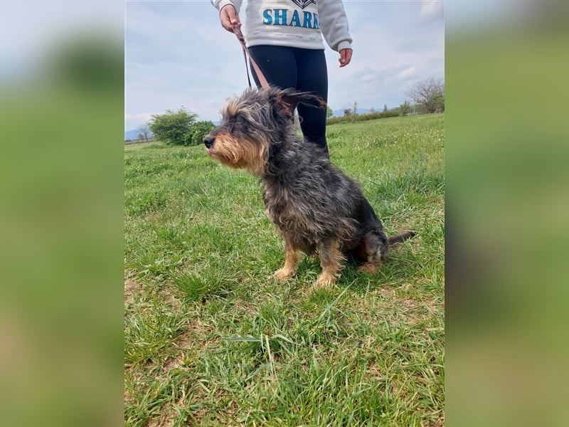Maya, eine liebenswerte Hundeomi