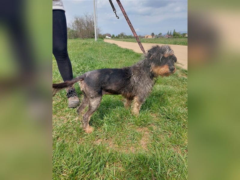 Maya, eine liebenswerte Hundeomi