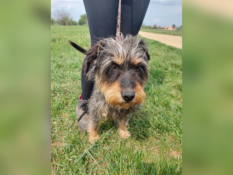 Maya, eine liebenswerte Hundeomi