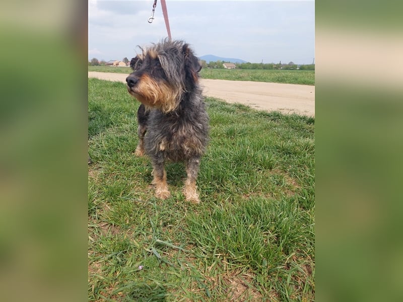 Maya, eine liebenswerte Hundeomi