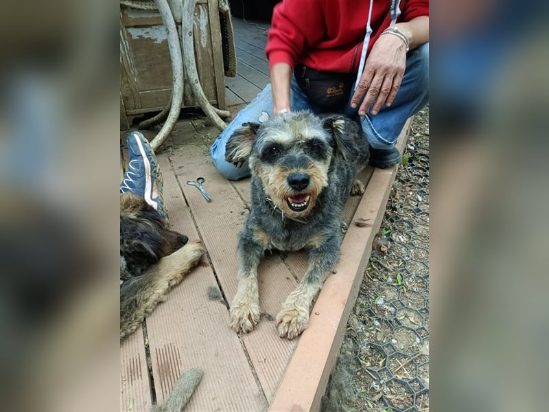 Maya, eine liebenswerte Hundeomi