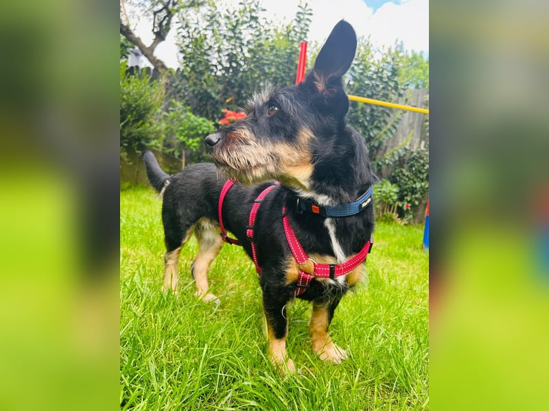 Emily- Powerhund mit Köpfchen sucht Neustart