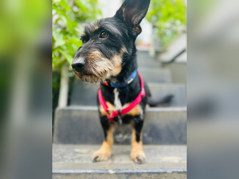 Emily- Powerhund mit Köpfchen sucht Neustart