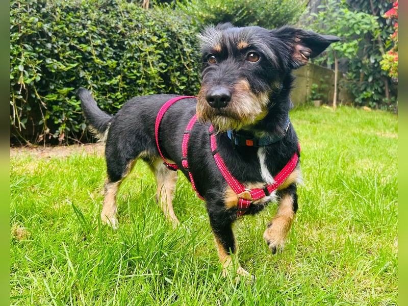 Emily- Powerhund mit Köpfchen sucht Neustart