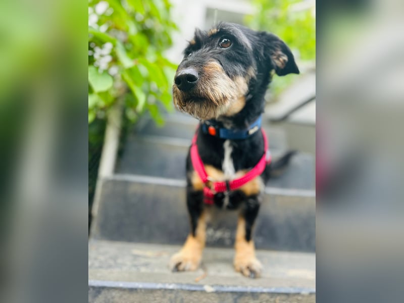 Emily- Powerhund mit Köpfchen sucht Neustart