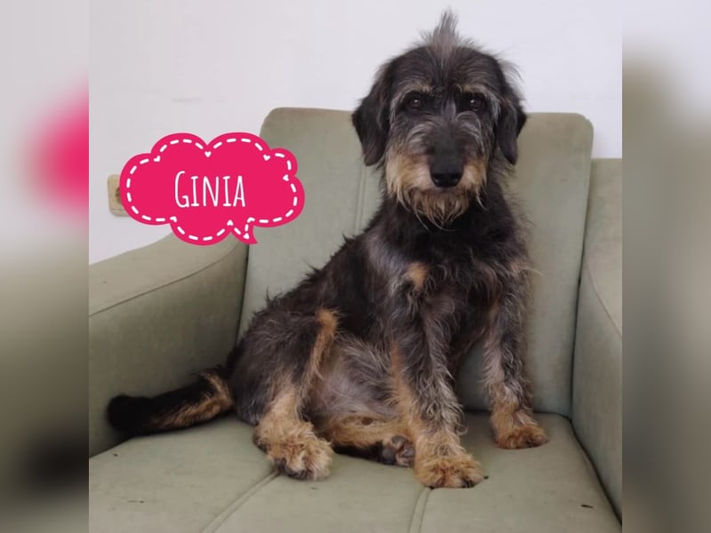 Ginia eine feine Lady