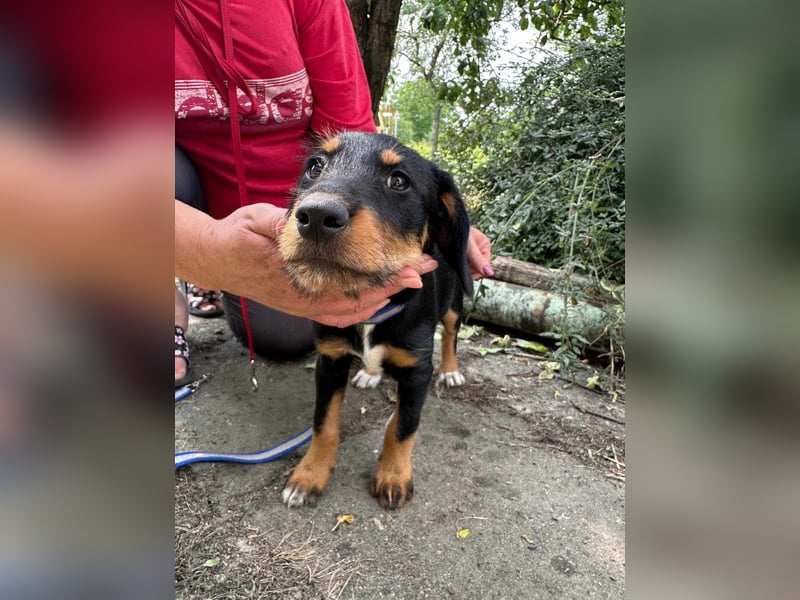 Alexa, geboren 16.03.2025, 21cm sucht ihr Zuhause