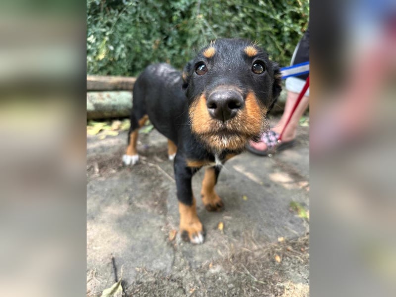 Alexa, geboren 16.03.2025, 21cm sucht ihr Zuhause