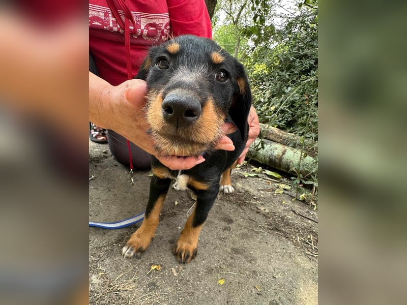 Alexa, geboren 16.03.2025, 21cm sucht ihr Zuhause