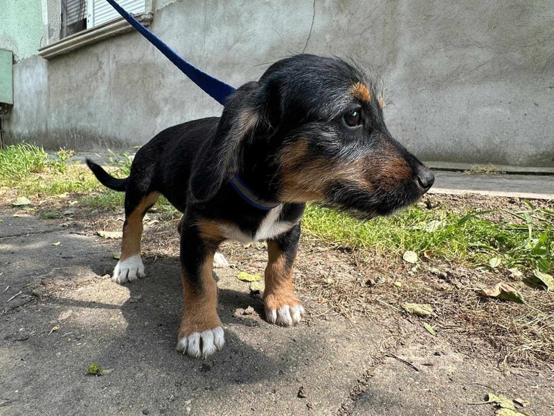 Adel, geboren 16.03.2025, 24cm sucht ihr Glück