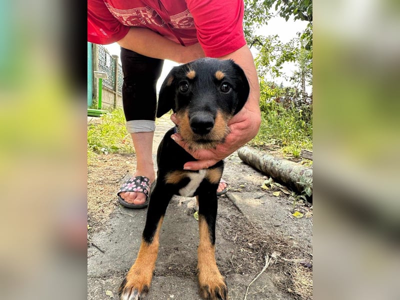 Alexa, geboren 16.03.2025, 21cm sucht ihr Zuhause