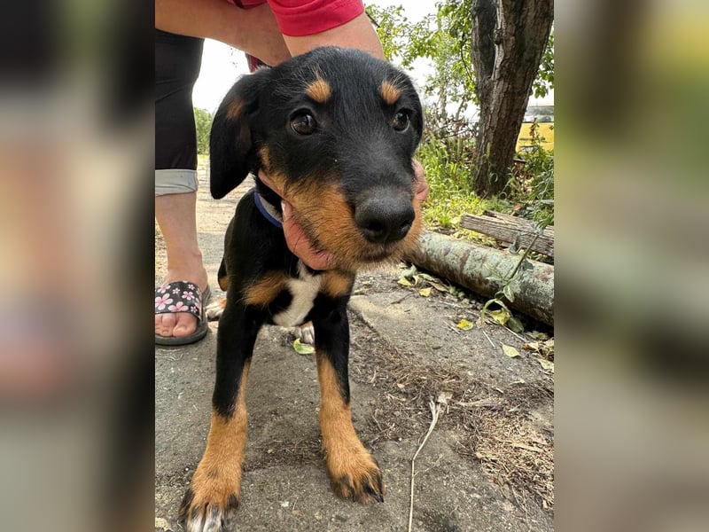 Alexa, geboren 16.03.2025, 21cm sucht ihr Zuhause