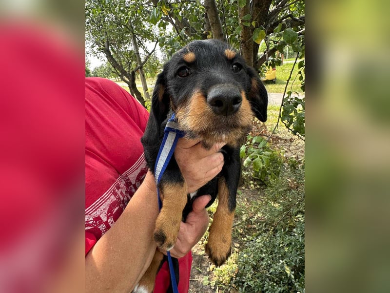 Alexa, geboren 16.03.2025, 21cm sucht ihr Zuhause